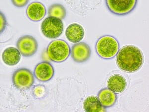 algae-cells-0001-qualitas-health
