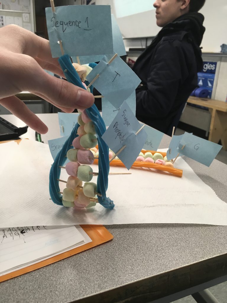 Logan’s DNA Model