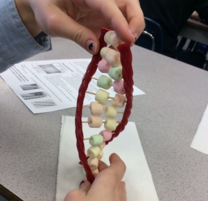 edible DNA model