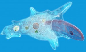 A single-celled organism that uses protoplasm to hunt and move