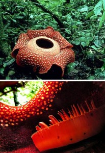 The world's largest flower spans 3ft in diametre and pollinates by giving off an odour of rotting meat to attract flies and other bugs to pollinate when in bloom