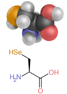 An amino acid.