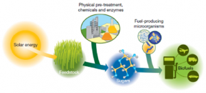 biofuel-production-1