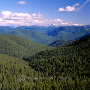 Coniferous-Forest-Cascades-60-FOR-0639