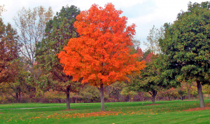Maple Tree outside
