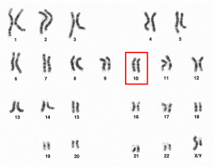human_male_karyotpe_high_resolution_-_chromosome_10
